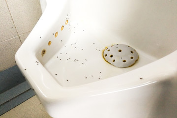 Lots of ants gather on urinal in men restroom  suggest sugar in urine
