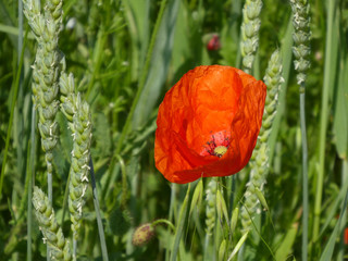 Wild poppy flower in a wheat field on a sunny day in Bavaria, Germany