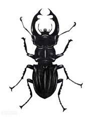 black bug 