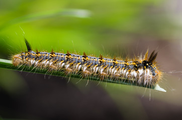 Hairy caterpillar of butterfly bombyx