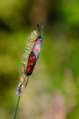 Dark blue butterflies with red spots