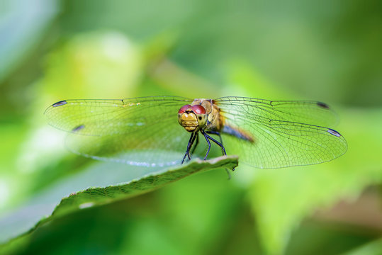 Dragonfly sits on a sheet of grass
