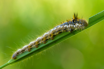 Hairy caterpillar of butterfly bombyx