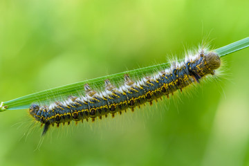 Hairy caterpillar of butterfly bombyx