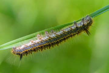Hairy caterpillar of butterfly bombyx