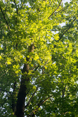 oak trees leaves background