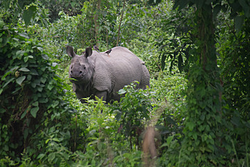 One-horned Rhino B
