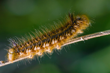 Hairy caterpillar of butterfly bombyx