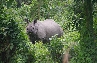 One-horned Rhino C