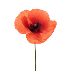 bright red poppy flower isolated on white