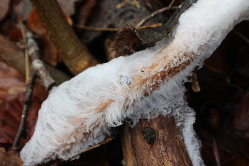 mushroom snow dew frost