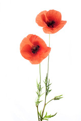 Obraz premium Czerwone kwiaty maku z rzędu na białym tle.