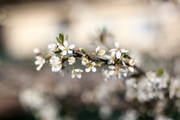 Beautiful spring tree flowers, Stockholm