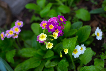  Beautiful primrose of different colors.