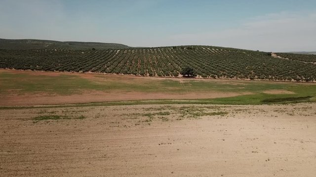 Air View field of olive trees near Jaen, Spain