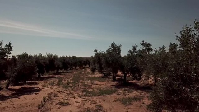  Field of Olive trees near Jaen, soft camera movement 
