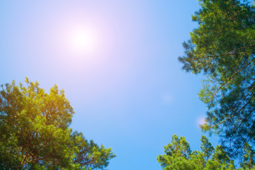 Fototapeta premium Green fir-tree branches with sky