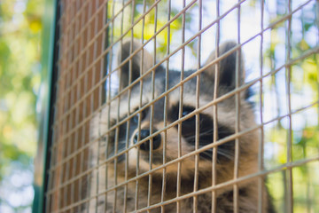 Racoon in the morning zoo
