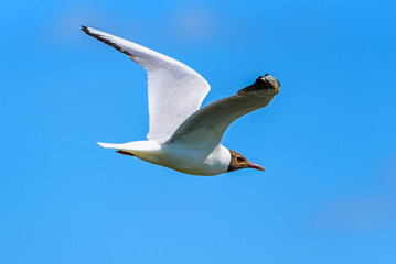 a flying seagull against the sky