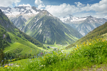 Fototapeta na wymiar Bergblumenwiese in den österreichischen Alpen