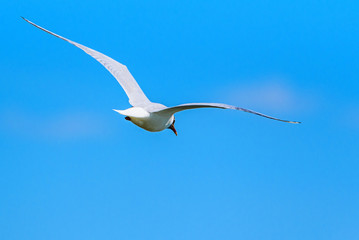 a flying seagull against the sky