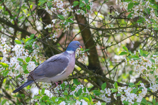 Dove sitting on a flowering branch of pear