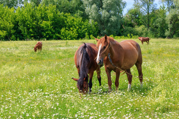 Naklejka na ściany i meble Four horses grazing on the green grass of the meadow on a sunny summer day