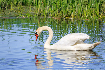 Young white swan looks at his reflection in the water surface of the lake on a sunny summer day