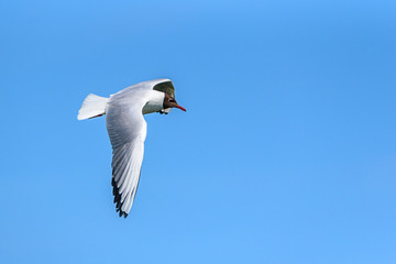 a flying seagull against the sky