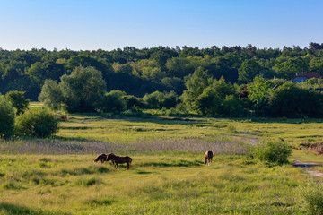 Horses grazing on green grass of a meadow on a sunny summer morning