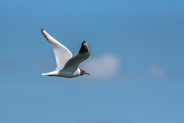 a flying seagull against the sky