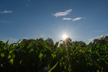 Sonne über dem Kornfeld in der natur