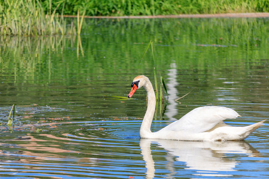 Young white swan floating on the water surface of the lake on a sunny summer day