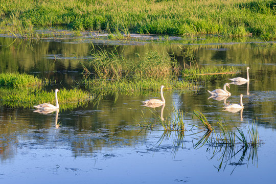 Family of wild swans floating on the surface of the lake among the grass on a sunny day