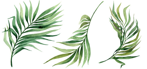 Fototapeta premium Tropical leaves set.