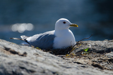 Larus canus (On Nest)