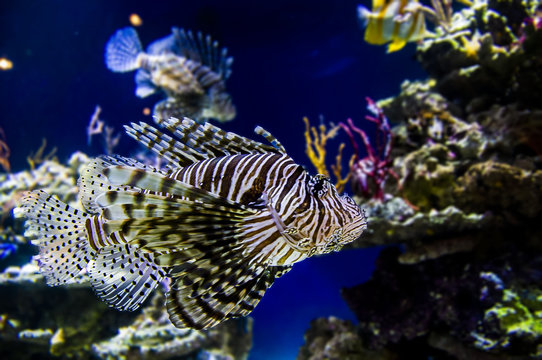 Lionfish