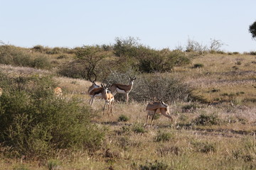 Namibie
