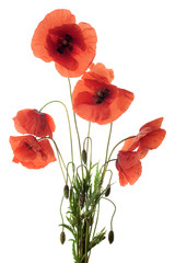 Red poppy flowers in a row on white.