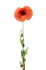 Naklejka premium bright red poppy flower isolated on white