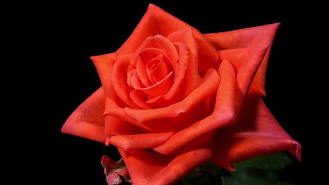 Rosa abriendose flores
