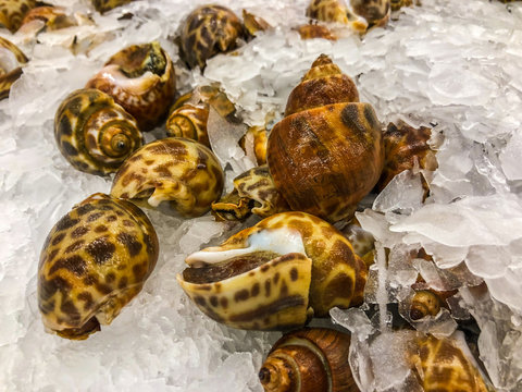 Spotted Babylon Snail freeze in market