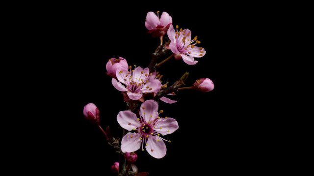 Almendro abriendose flores