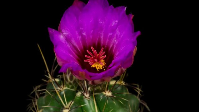Cactus abriendose flores 
