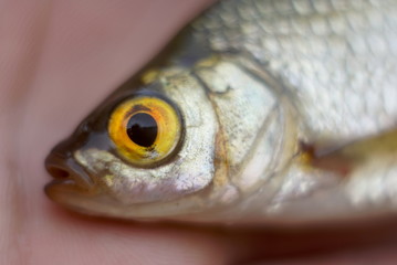 fish head close up