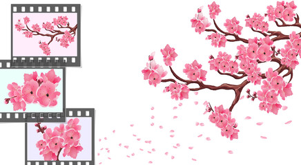 Sakura. curved branches of a cherry tree with small flowers and cherry buds and close-up. Frames for photographic film on a different color background. illustrator