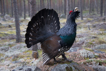 Tetrao urogallus (mating display)