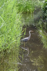 Czapla w naturalnym srodowisku