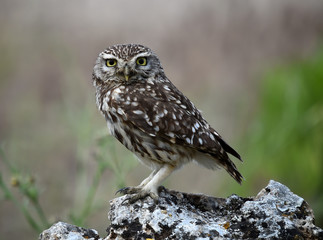 buho