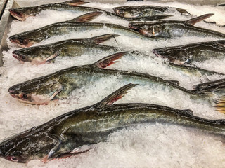Frozen sea bass in maket Thailand